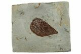 Detailed Fossil Leaf (Celtis) - Montana #262504-1